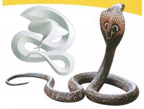 Kobra indická - Naja naja