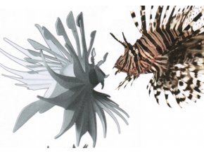 Perutýn ohnivý - Pterois volitans