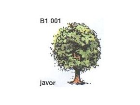 Javor (2 ks)
