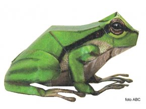 Rosnička zelená (Hyla arborea)