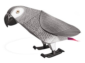 Papoušek šedý - žako (Psittacus erithacus)