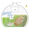 Akvarijní ryby - pohlavní dvojtvárnost