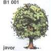 Javor (2 ks)