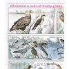 Ohrožené a vzácné druhy ptáků - dravci