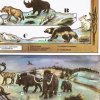 Střední Evropa v době ledové - před 25 tisíci let