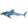 Žralok bílý (Carcharodon carcharias)