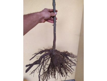 1 - ročný pník Paulownia Shan Tong