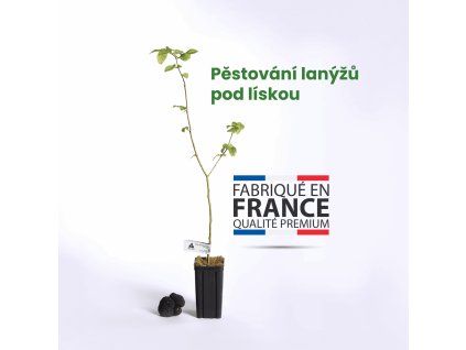 sazenice lanyze liska mycelium lanyze pestovani lanyzu 01