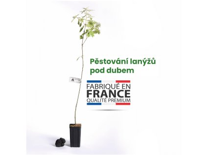 sazenice lanýže dub mycelium lanýže pěstování lanýžů 01