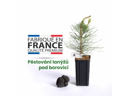 sazenice lanyze borovice mycelium lanyze pestovani lanyzu 01