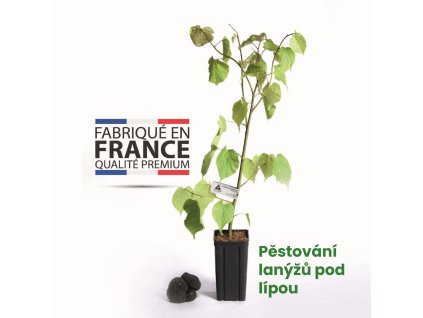 sazenice lanyze lipa mycelium lanyze pestovani lanyzu 01