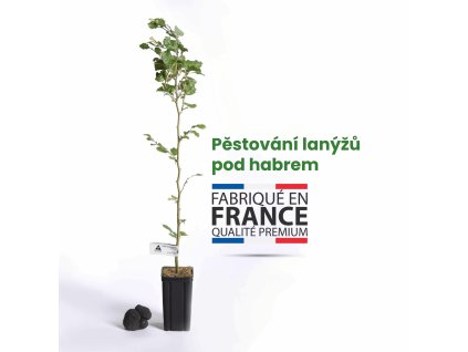 sazenice lanyze habr mycelium lanyze pestovani lanyzu 01