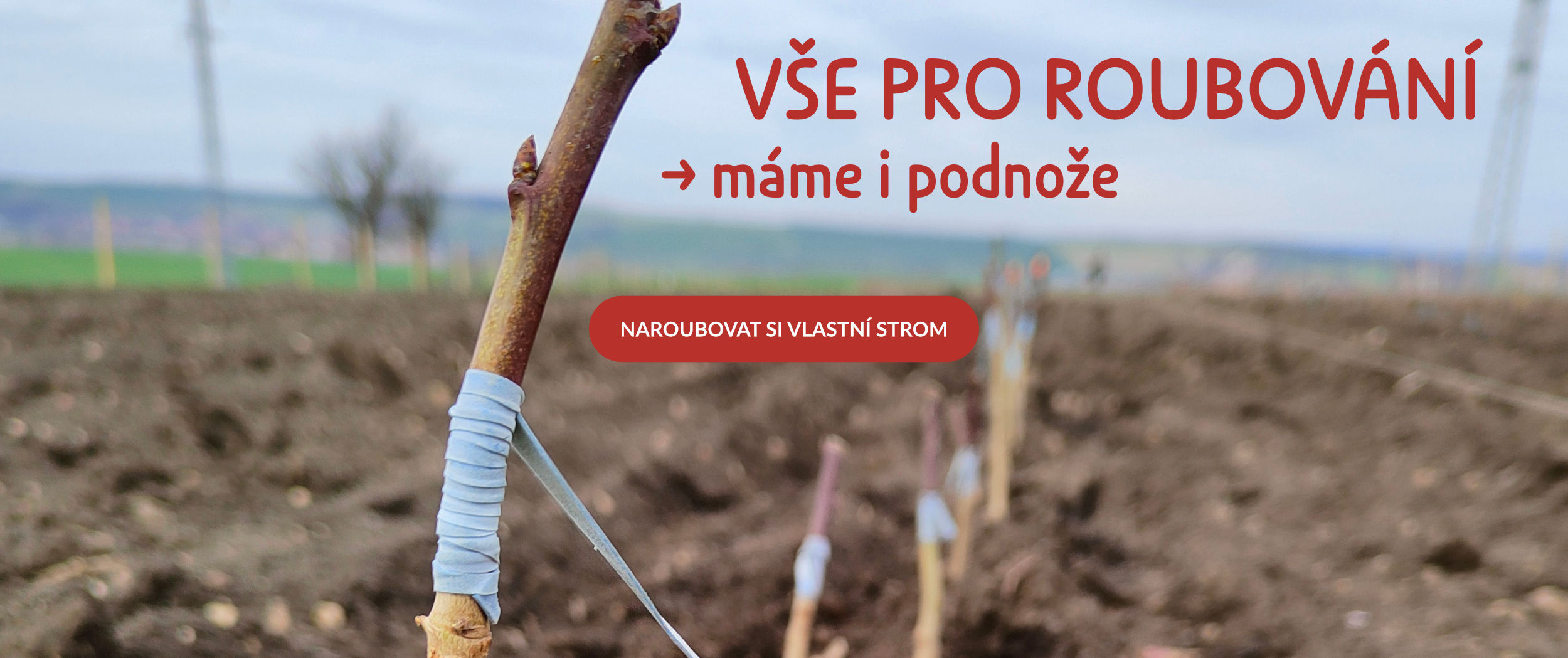 Vše pro roubování, i podnože ovocných stromů skladem