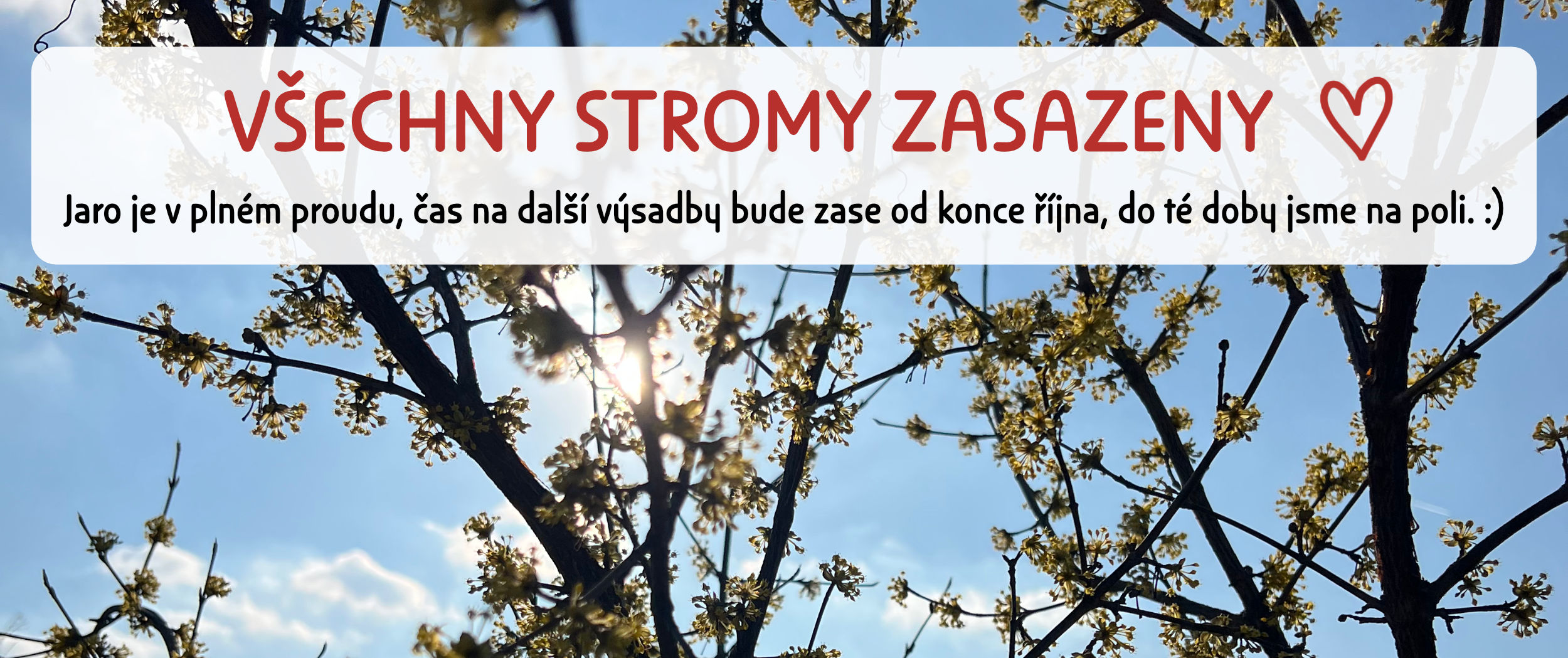 slunce prosvítající rozkvetlým dřínem