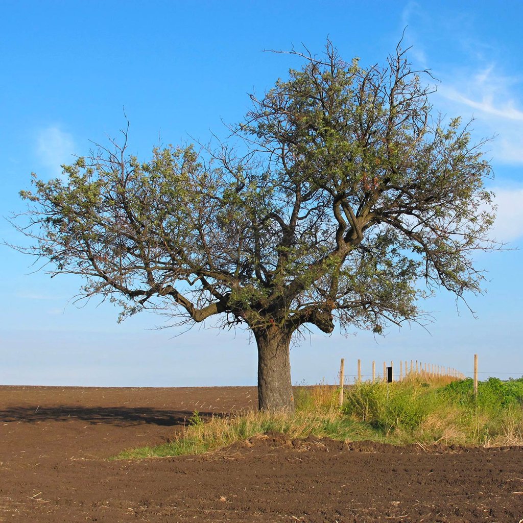 Jerab Oskeruse na Soudne stary strom