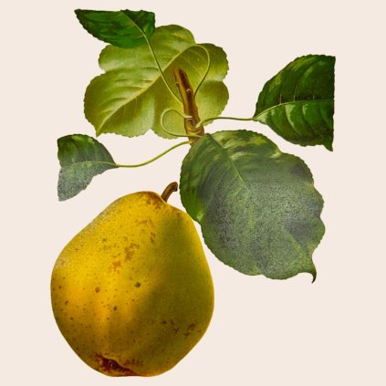 Hrusen Dvorni vetvicka stara pomologie