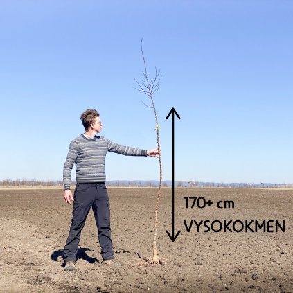 Meruňka Bergeron