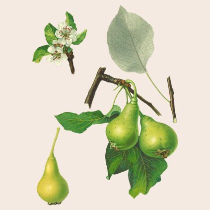 Hrusen Nagevicova stara pomologie