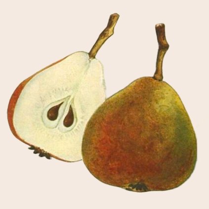 Hrusen Solnohradka rozkrojena stara pomologie