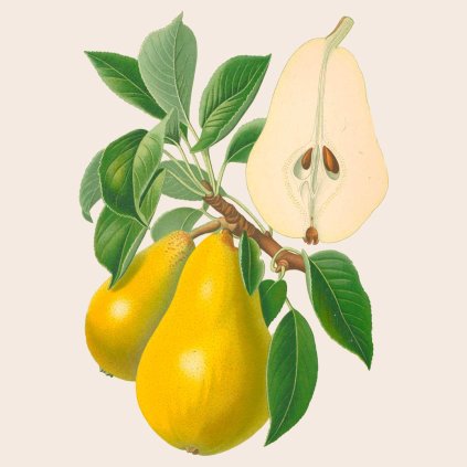 Hrusen Williamsova stara pomologie