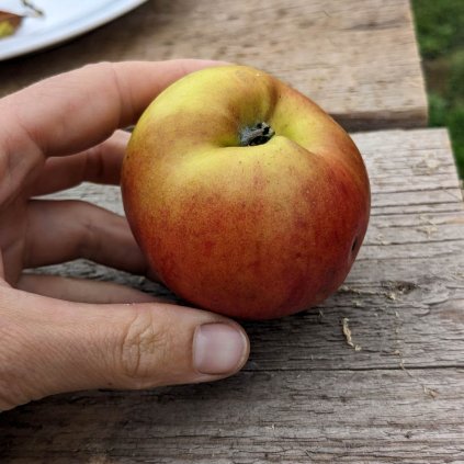 Jablon Gdansky hranac jablko v ruce