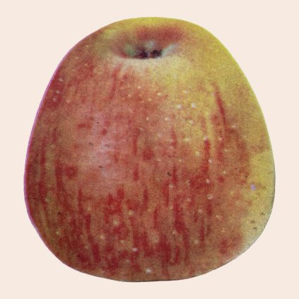 Jablon Gustavovo trvanlive stara pomologie
