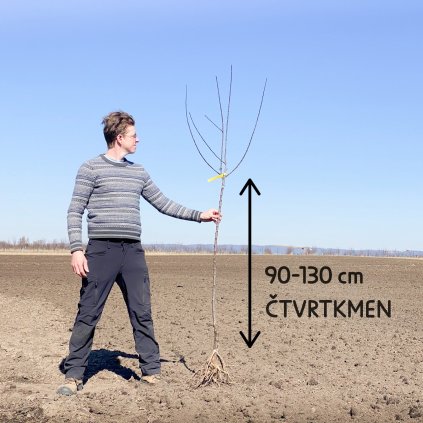 Slivon ctvrtkmen 90–130