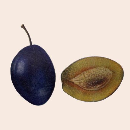 Slivon Vlaska svestka stara pomologie