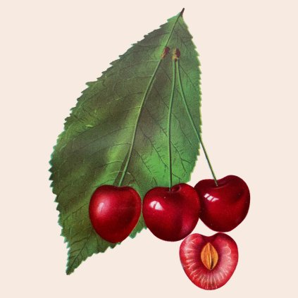 Tresen Karesova stara pomologie
