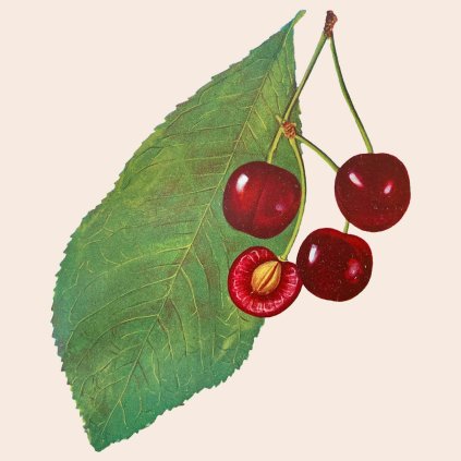 Tresen Kastanka stara pomologie