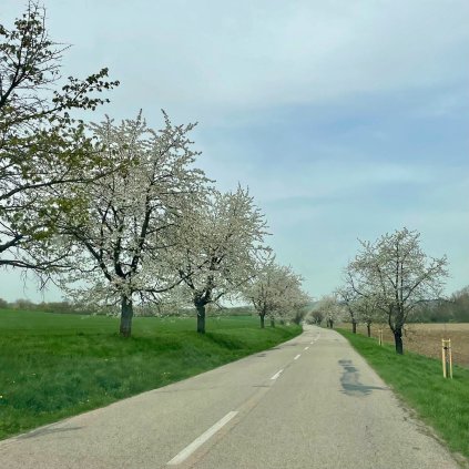 Tresen tresnova alej kvetouci