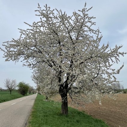 Tresen rozkvetly stary strom v aleji jaro