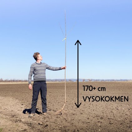 Tresen vysokokmen 170+