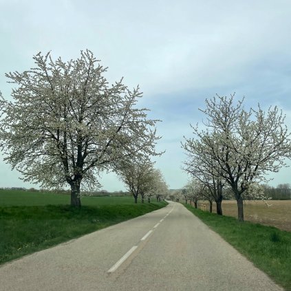 Tresen rozkvetle stare stromy alej