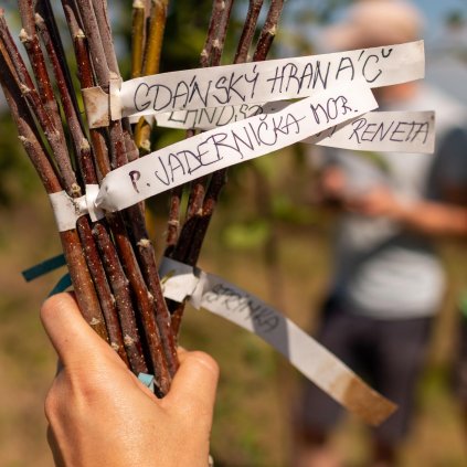 Oznacovaci stitky na rouby odrudy jabloni