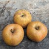 Jablon Boskoopske jablka plody