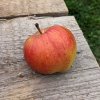 Jablon Gdansky hranac jablko