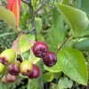 Aronie temnoplodec cernoplody nezraly plod