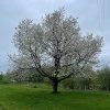 Tresen stary strom