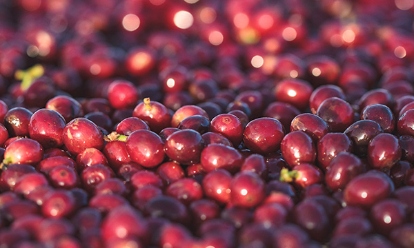 Cafeina Cocatrel Women’s Coffee – kávový původ v Brazílii