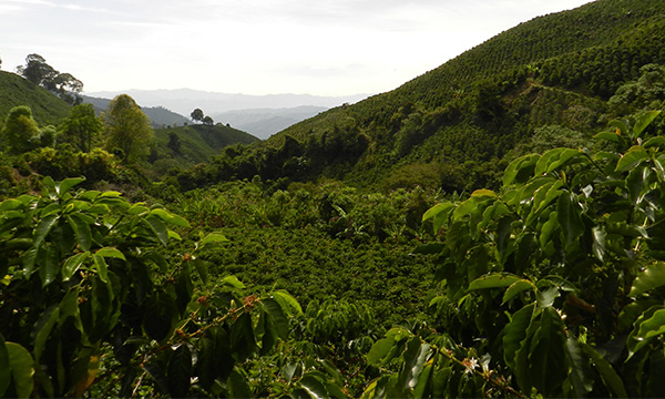 Colombia Decaf – původ a krajina