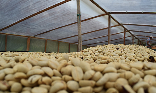 Colombia Decaf – kávovníky a pěstování