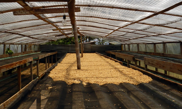 Colombia Decaf – zpracování bezkofeinové kávy