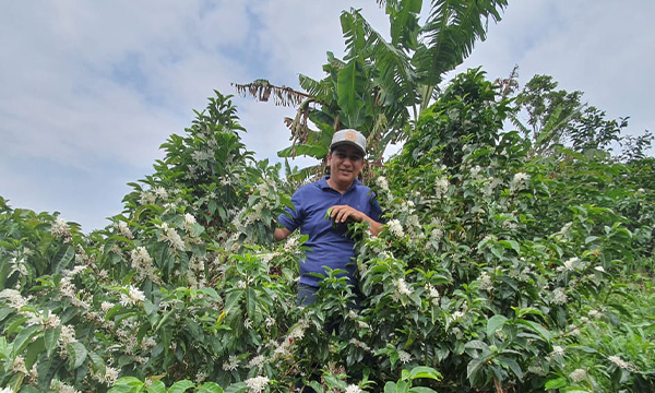Monteblanco Purple Caturra – původ kávy v oblasti Huila