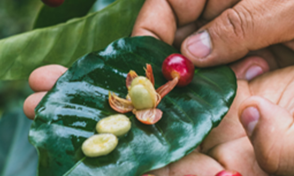 Monteblanco Purple Caturra – Rodrigo Sanchez Valencia na farmě