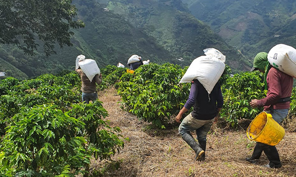 Monteblanco Purple Caturra – fermentace a zpracování kávy