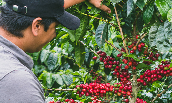 Monteblanco Purple Caturra – detail původu a prostředí farmy