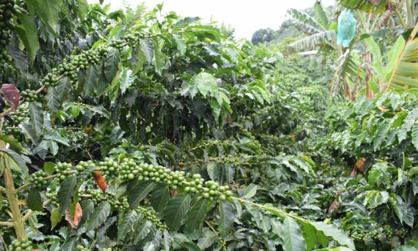 Colombia Swiss Water Decaf – původ kávy v Kolumbii