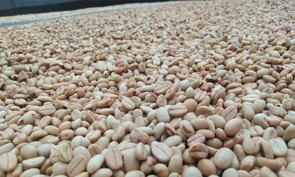 Colombia Swiss Water Decaf – zpracování bez kofeinu