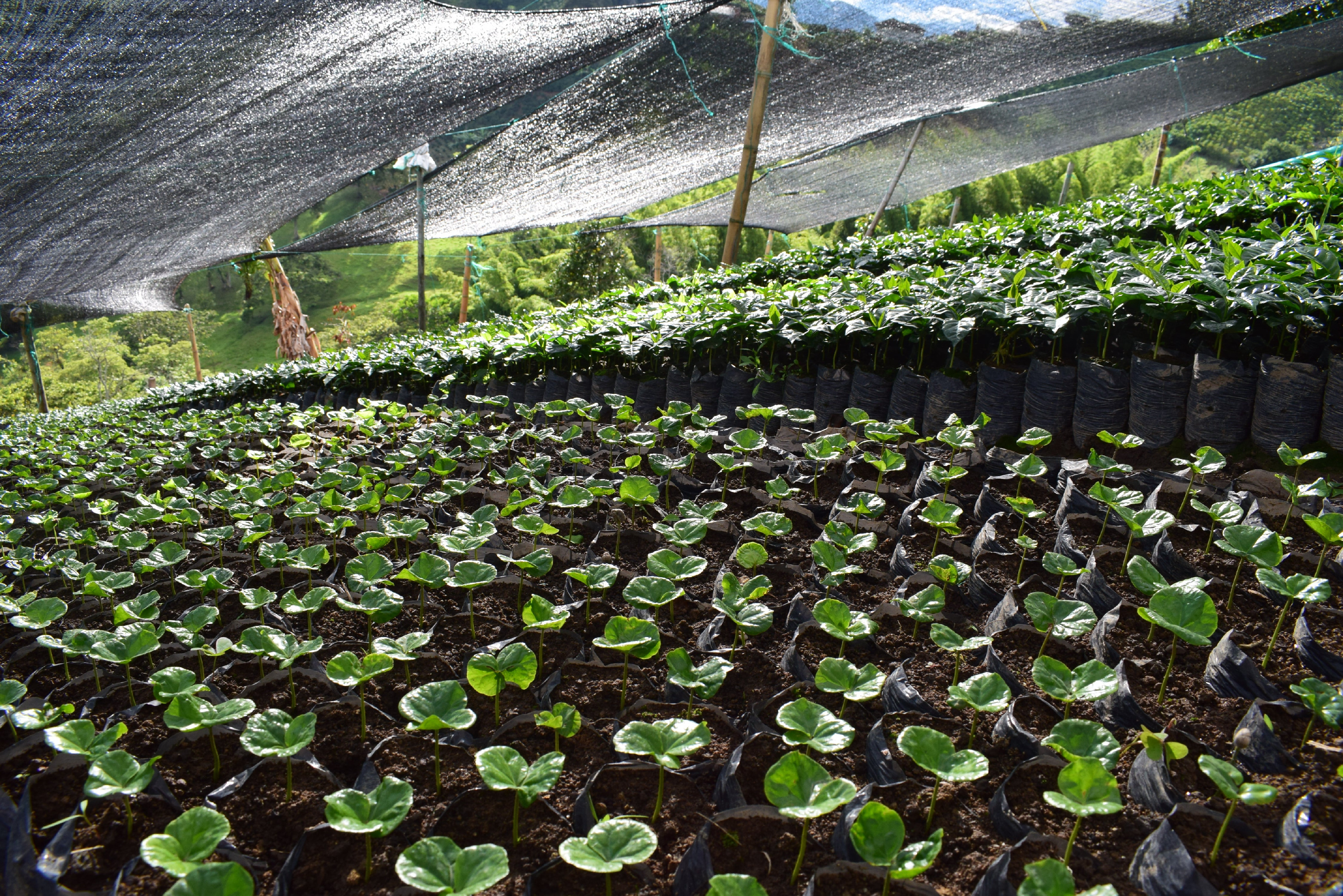 Colombia Swiss Water Decaf – chuťový profil a šálek